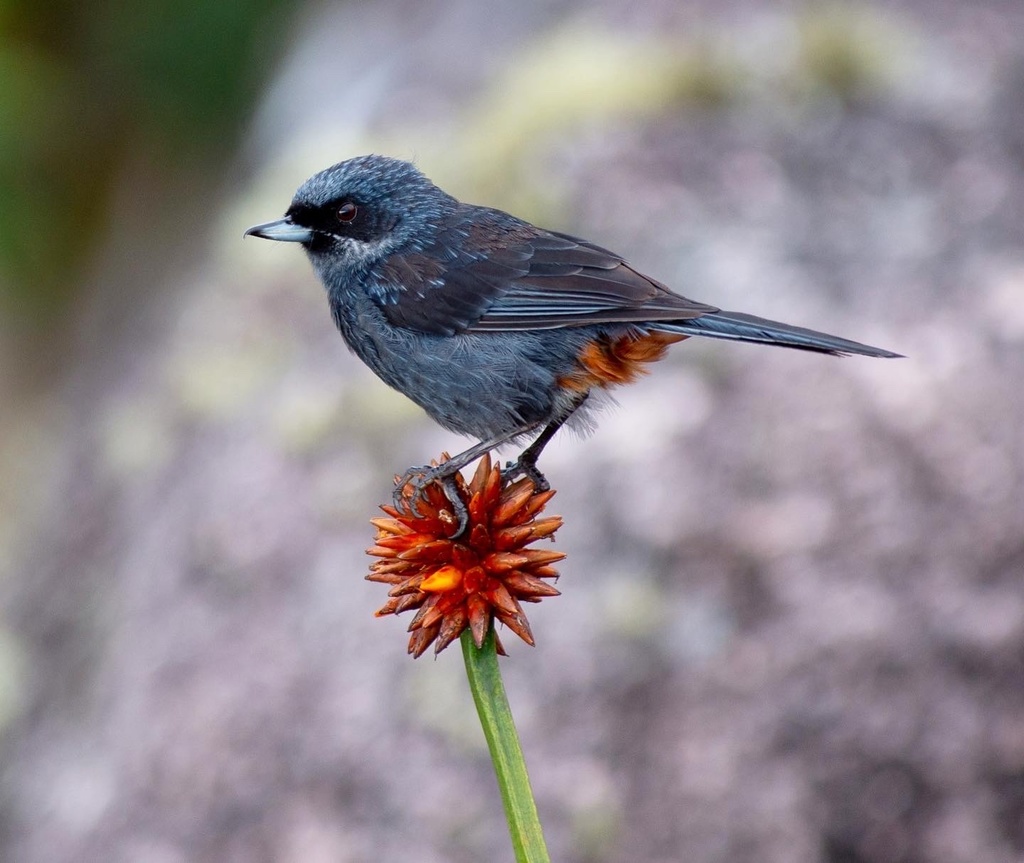 Greater Flowerpiercer photo