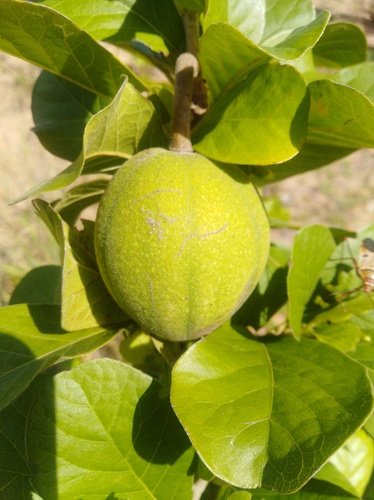 Xylotheca tettensis tettensis