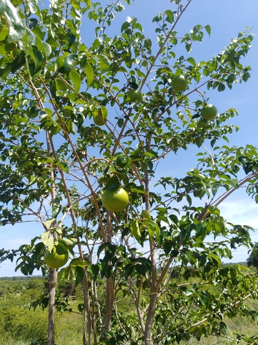 Spiny monkey orange