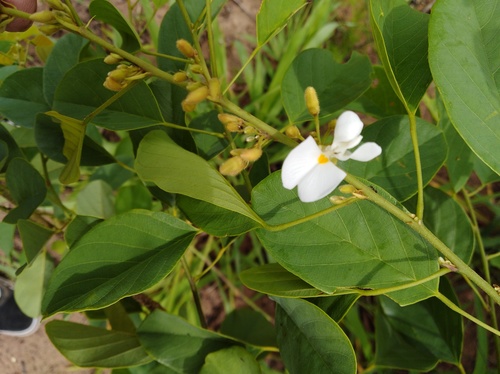 Sand Camwood