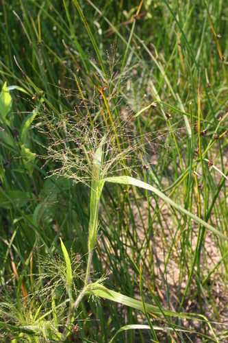 Philadelphia panicgrass (Panicum philadelphicum)