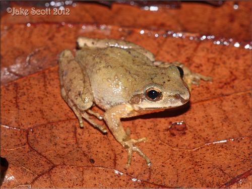Mountain Chorus Frog
