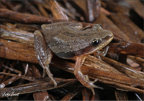 Cajun Chorus Frog