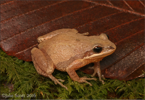 New Jersey Chorus Frog