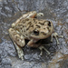 California Tree Frog - Photo (c) Jake Scott, all rights reserved, uploaded by Jake Scott