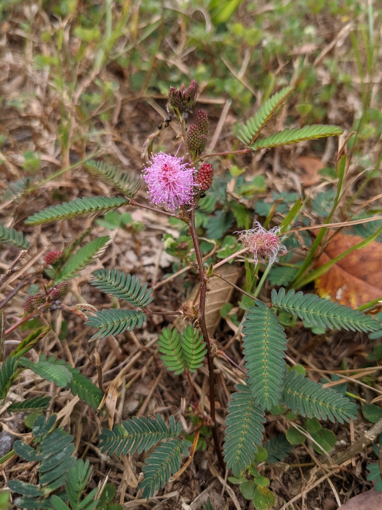 미모사 from 844, Taiwan, Kaohsiung City, Liugui District... (금) at 12:16 오후 by Kuo-Jung Chao · iNaturalist 미모사 (Mimosa pudica)