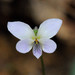 Viola diffusa - Photo (c) WK Cheng, todos os direitos reservados, uploaded by WK Cheng