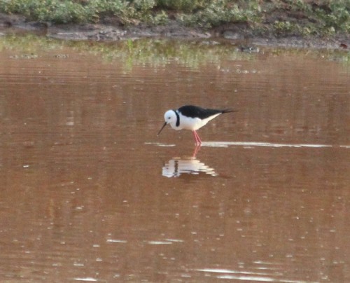Pied Stilt