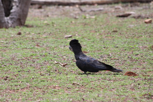 Red-tailed Black Cockatoo