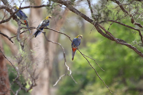 Pale-headed Rosella