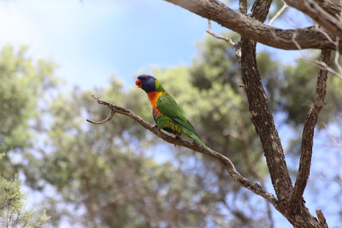 Rainbow Lorikeet