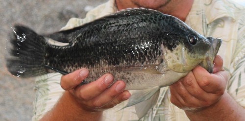 Mozambique Tilapia