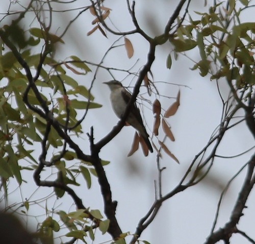 White-winged Triller