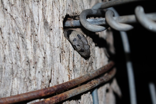 Pale-headed Snake