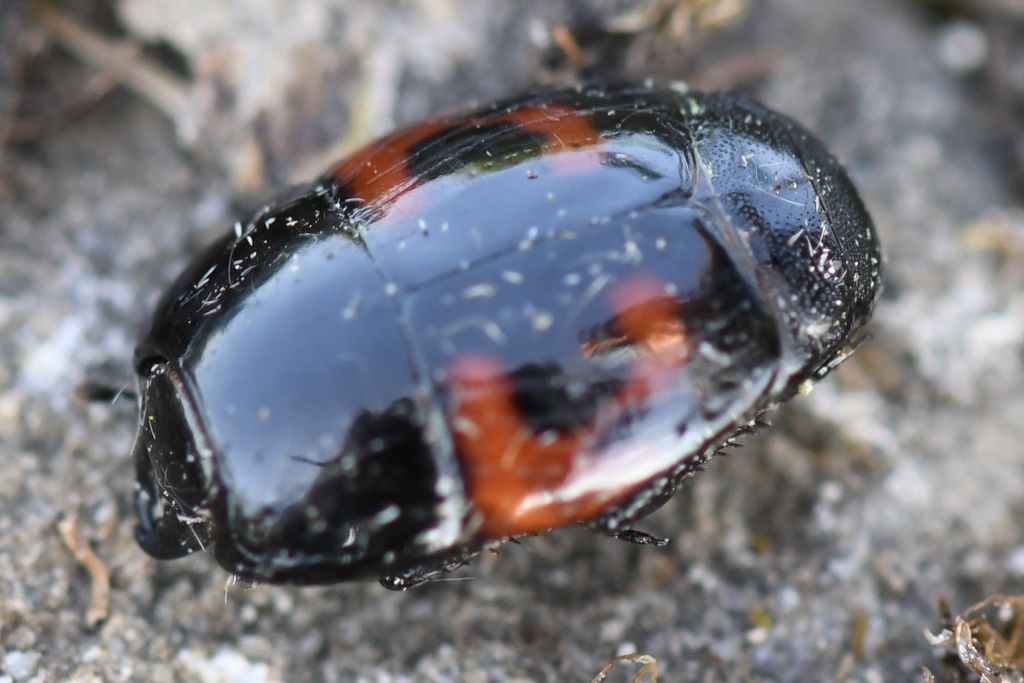 Clown Beetles from Rue des Carrières, Hégenheim, Elsass, FR on May 1 ...