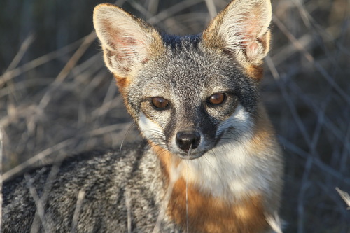 Island Fox