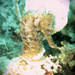 Observation photo