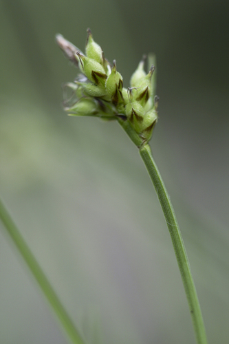 Peck's sedge (Carex peckii)