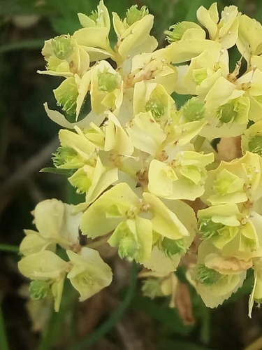 Euphorbia cuneifolia
