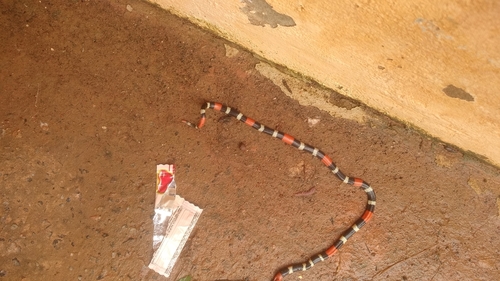 Western Ribbon Coralsnake
