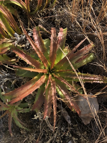 Dyckia lunaris
