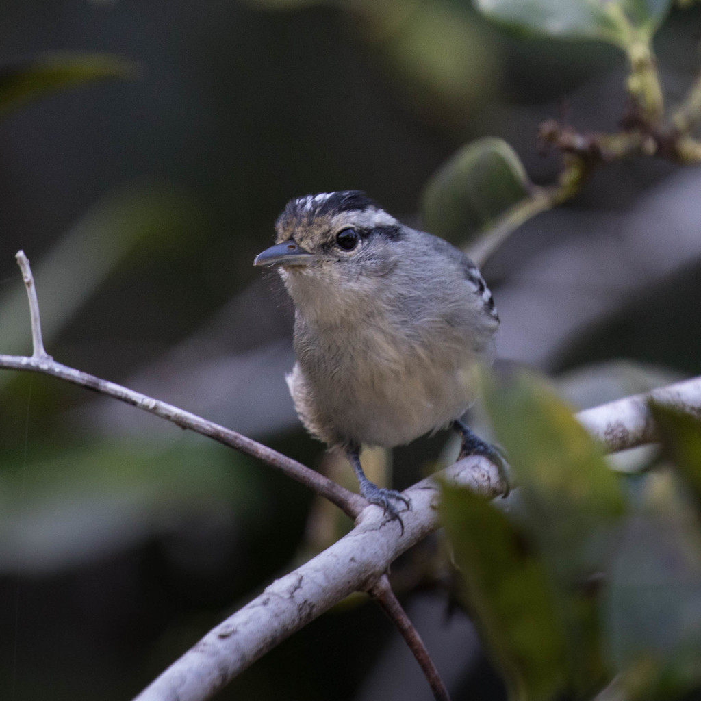 Bahia Antwren (Herpsilochmus pileatus) photo