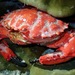 Splendid Pebble Crab - Photo (c) Amanda Johnston, all rights reserved, uploaded by Amanda Johnston