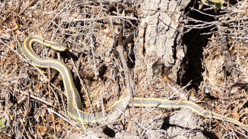 iNaturalist observation photo of Diablo Range Garter Snake