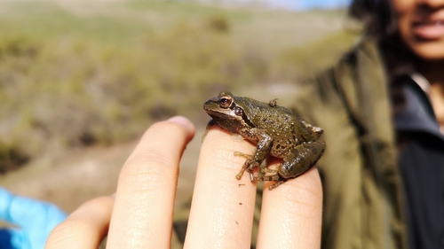 iNaturalist observation photo of Pacific chorus frog