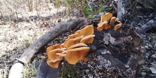 iNaturalist observation photo of Stinking Orange Oyster