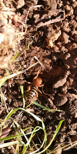 iNaturalist observation photo of North American Jerusalem Crickets