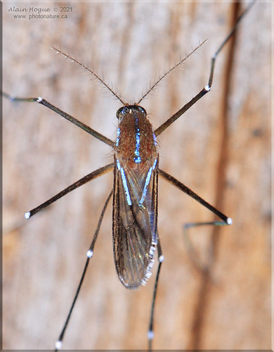 Uranotaenia sapphirina (Osten Sacken, 1868)