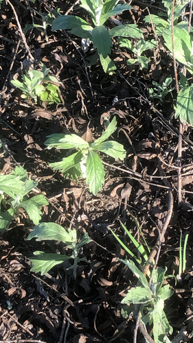 iNaturalist observation photo of California mugwort
