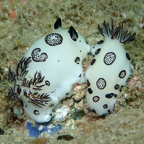 Mourning Dorid — seen at this dive site
