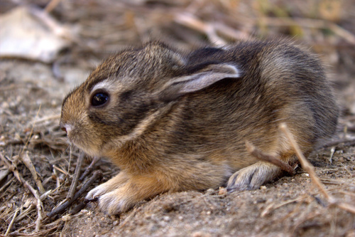 Santa Marta Tapeti (Sylvilagus sanctaemartae) — Data Deficient Mammalia