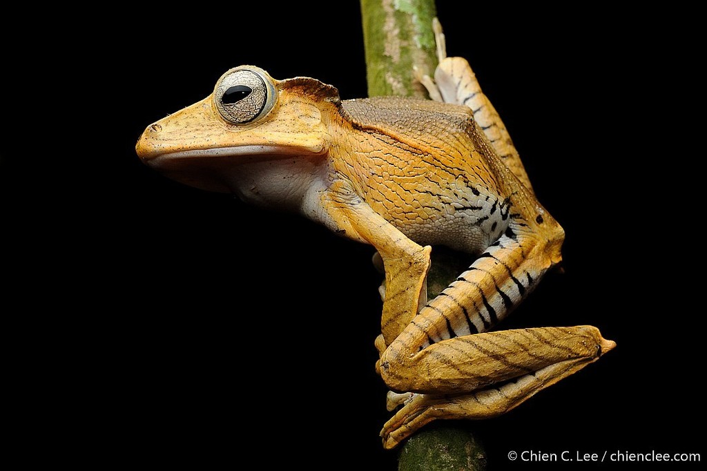 File-eared Tree Frog