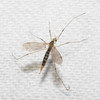 Gonomyia - Photo (c) Timothy Reichard, all rights reserved, uploaded by Timothy Reichard