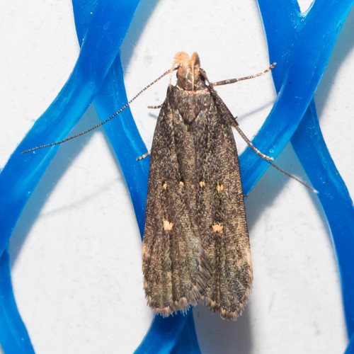 Dichomeris agonia Hodges, 1986