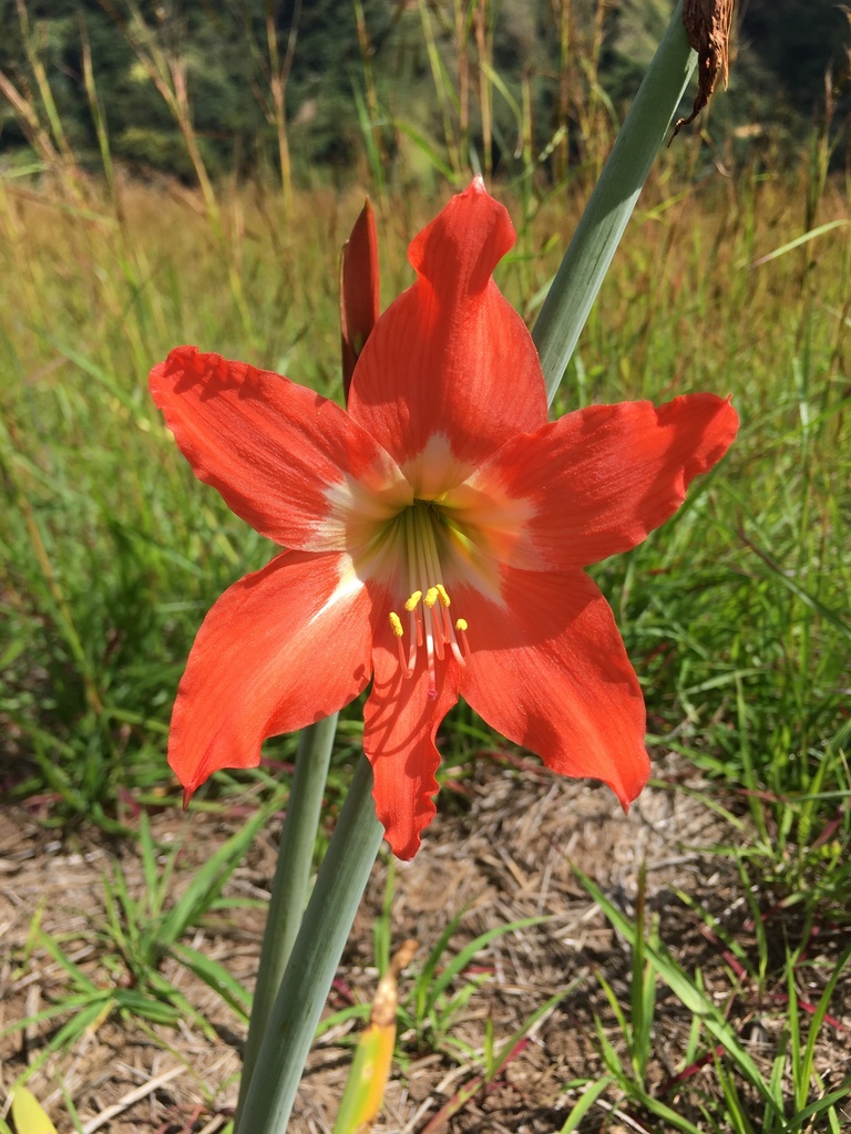 Lirios Suramericanos (género Hippeastrum) · iNaturalist Ecuador