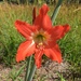 South American Amaryllis - Photo (c) Diego Morales, all rights reserved, uploaded by Diego Morales