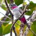 Rose-collared Piha - Photo (c) Joao Quental, all rights reserved, uploaded by Joao Quental