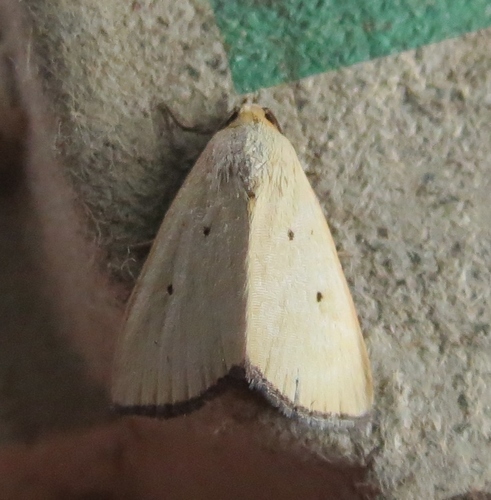 Black-bordered Lemon Moth