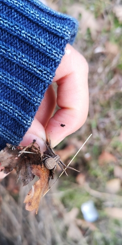 iNaturalist observation photo of Coriarachnini