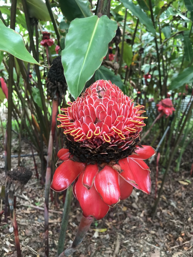 Torch ginger from Diwan, QLD, AU on January 7, 2020 at 0617 PM by Ina