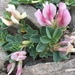 Trifolium eximium - Photo (c) Oyuntsetseg Batlai, todos os direitos reservados, uploaded by Oyuntsetseg Batlai