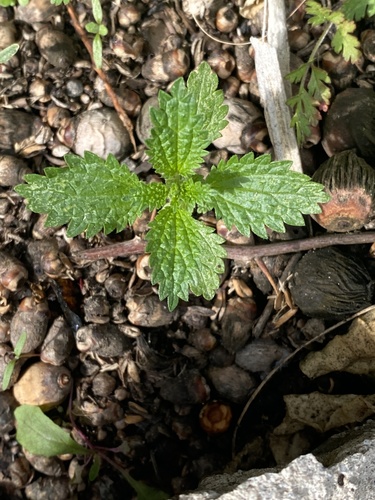 Dwarf Nettle