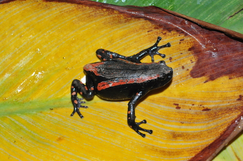 Red-Banded Rubber Frog
