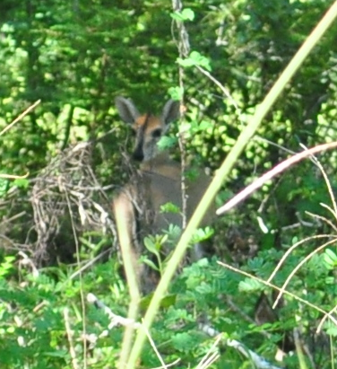 Mozambique Common Duiker