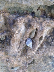 Echinolittorina ziczac image
