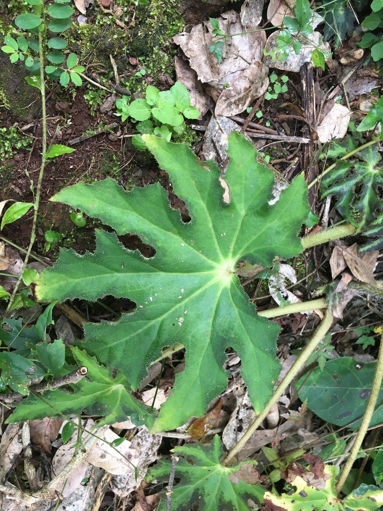 Star Begonia (Begonia heracleifolia) · iNaturalist